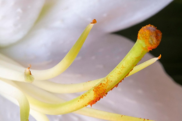 Detail of the interior of a white lily flower with stamens or pistils