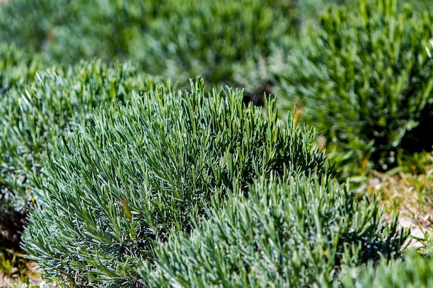 Detail of lavender fields in spring