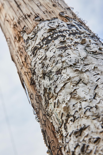 Detail of layers of staples and paper on wood telephone\
pole