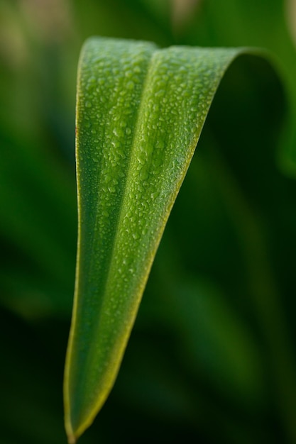 Detail of a leaf with water droplets