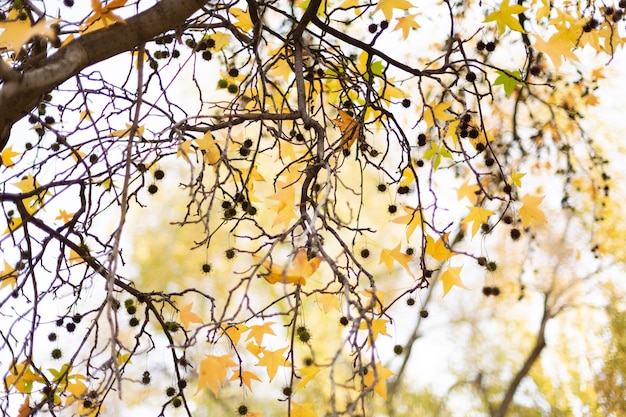 Photo detail of leaves on the branch of a tree autumn colors