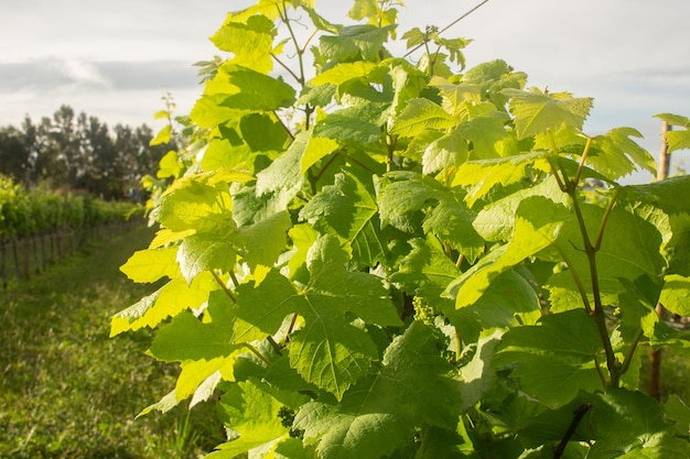 Detail of leaves in grape plantation on a cloudy day