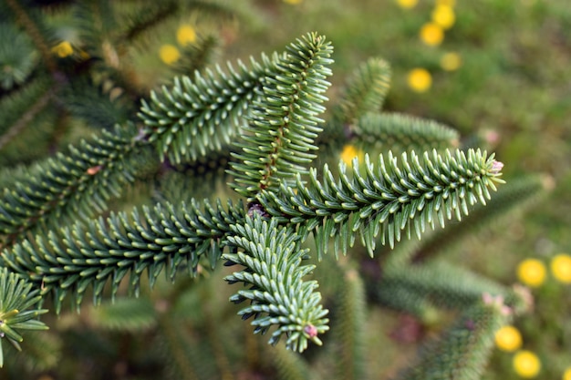 Detail of the leaves of the Spanish fir Abies pinsapo a tree endemic to southern Spain and northern Morocco