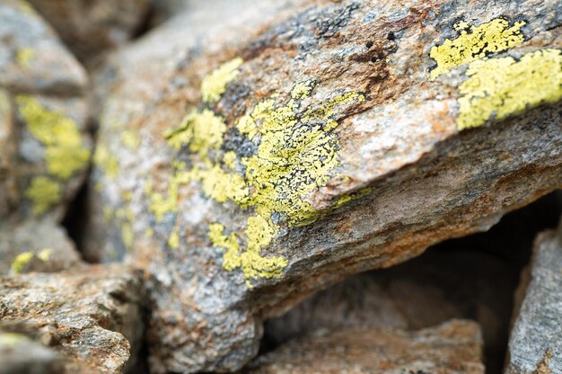 Particolare dei licheni sui massi di montagna