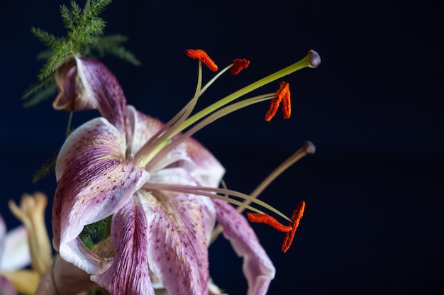 Photo detail of a lily lilium lancifolium on a black background