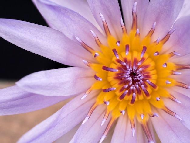 Detail of lotus in close up style