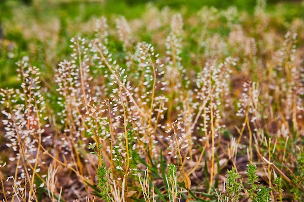 Фото Детали растений перцовой травы весной