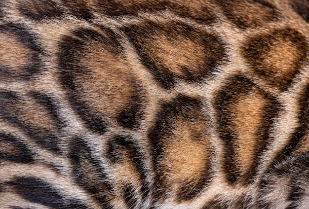 Detail Macro of Brown bengal cat hair