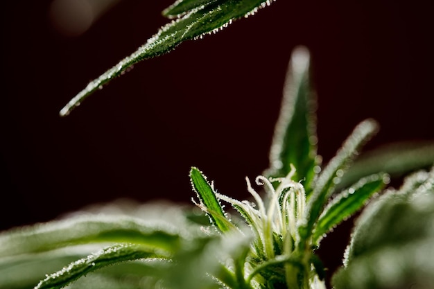 detail of marijuana flower pistils on a brown background