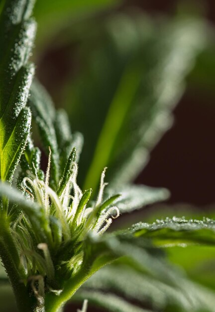 detail of marijuana flower pistils on a dark gray background