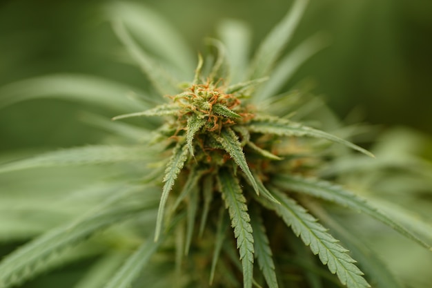 Detail of Marijuana Flower with Long Leaves