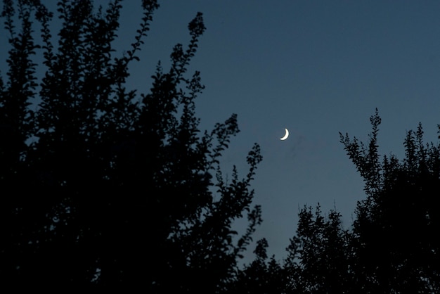 Particolare della luna nella notte tra i rami silhouette