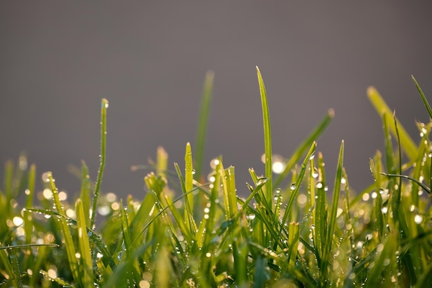 Foto dettaglio dell'erba naturale dopo la pioggia dove si possono vedere le gocce d'acqua e i colori verdi