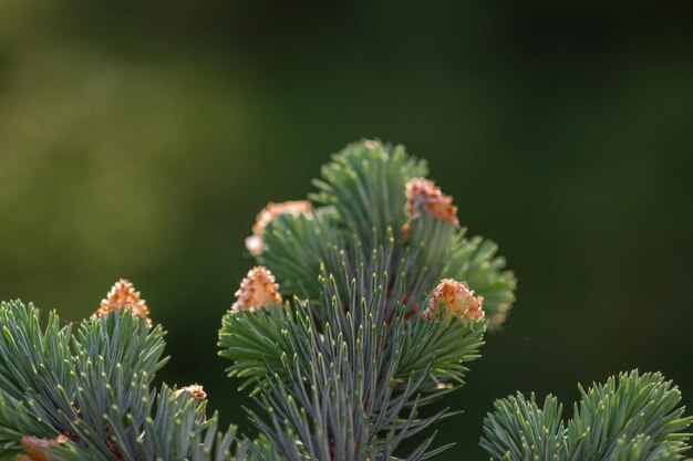 Detail of needles tree