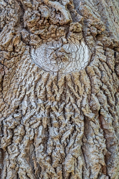 Detail of oak tree bark