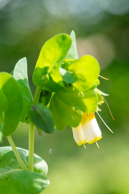 写真 palomera または cerinthe gymnandra 植物の美しい花のグループの詳細