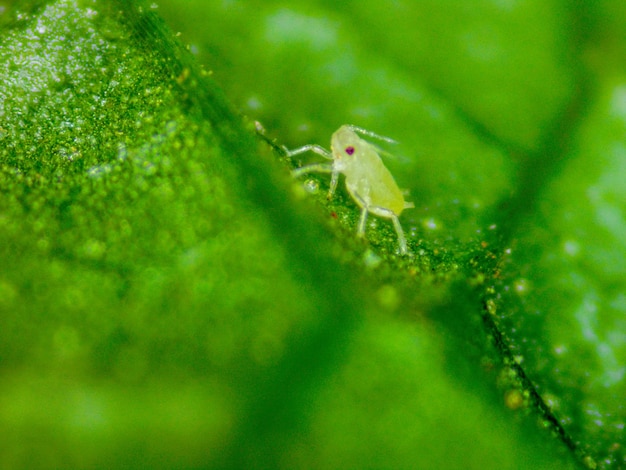 写真 ミントの葉のアブラムシの詳細デジタル顕微鏡で撮影