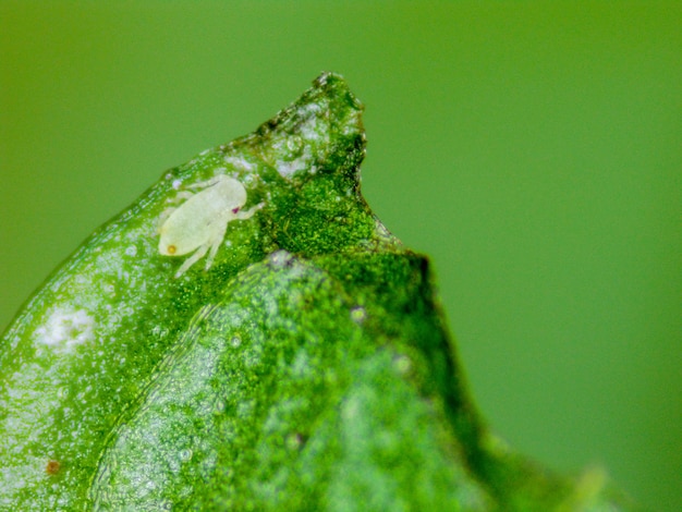 写真 ミントの葉のアブラムシの詳細デジタル顕微鏡で撮影