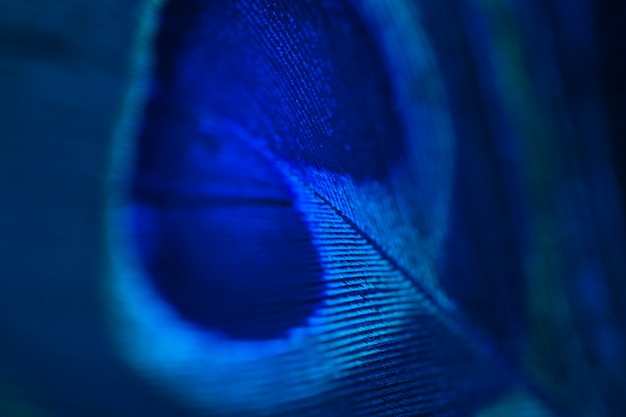 明るい青孔雀の羽の表面の詳細