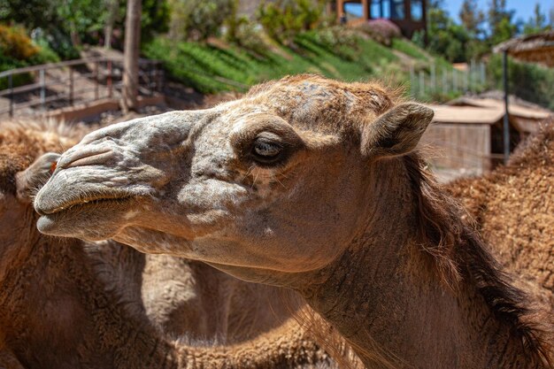 写真 プロファイル、フェルテベントゥラ島のラクダの頭の詳細