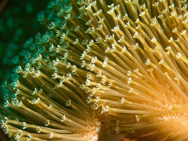 写真 サンゴの細部