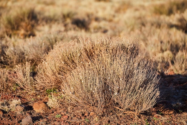 写真 砂漠の低木の詳細