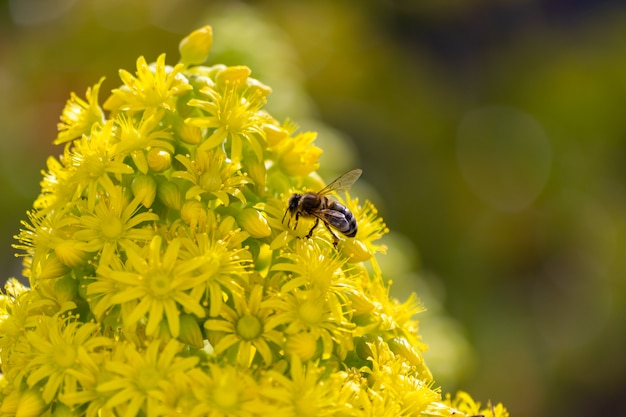 사진 봄 오후에 따뜻한 햇빛과 노란 꽃에 pollinating 유럽 또는 서양 꿀 꿀벌의 세부 사항. 노란색과 녹색 꽃 꽃에 꿀벌입니다. 기후 변화 개념. 꽃가루 알레르기.