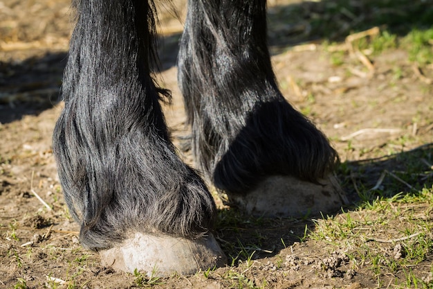 写真 フロントフーブ馬の詳細フリージアン馬