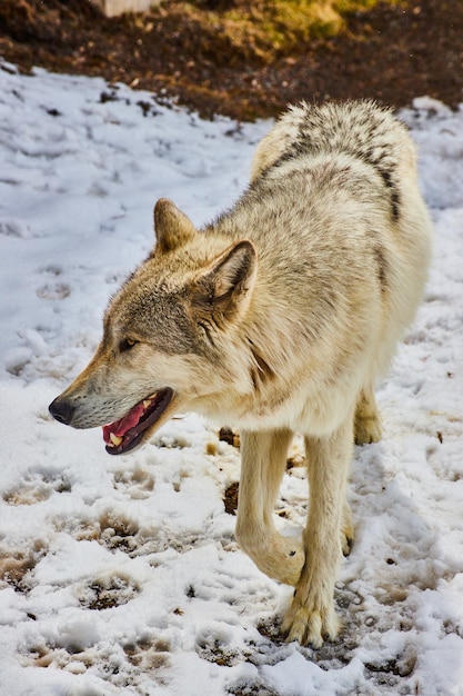 写真 雪の中を歩く灰色と白のオオカミの詳細