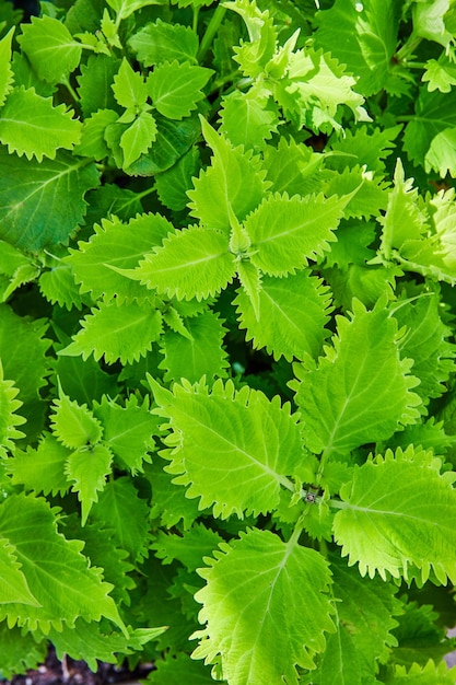 写真 上から見た庭の薄緑の葉の詳細