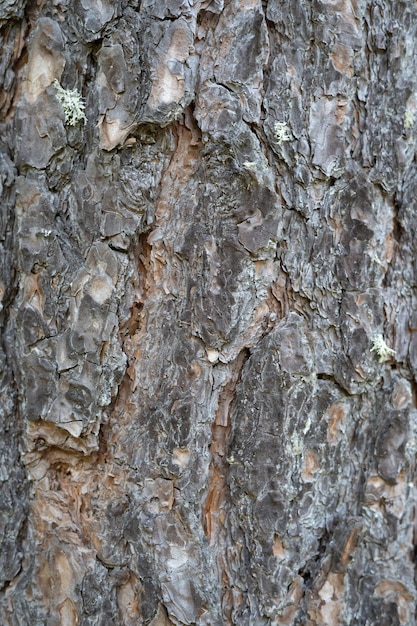 写真 木の樹皮、背景またはテクスチャの詳細