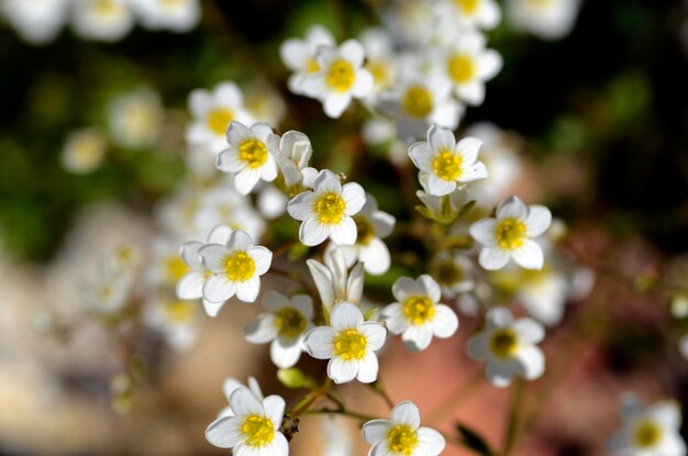 사진 꽃의 세부 사항 saxifraga cuneata 또는 saxifraga platyloba 바위 식물