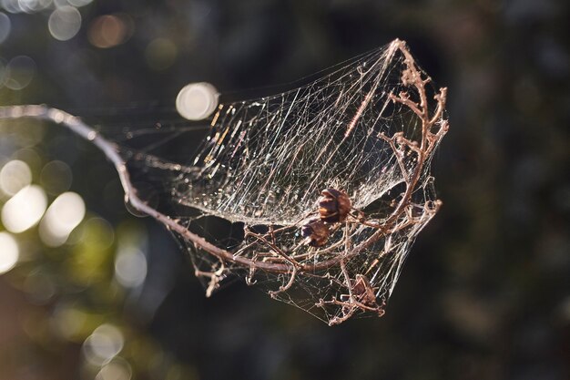 写真 冬の裸木の枝の間に織り込まれた蜘蛛の巣の糸の詳細