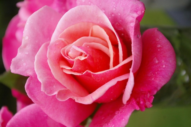 Detail opname van roze roos