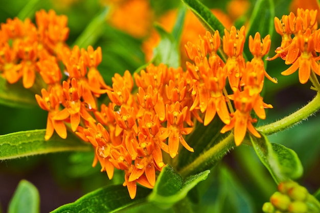 Detail of orange small flowers