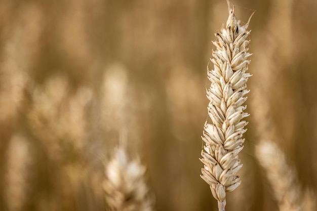 Detail of Organic Barley Spikes in Cultivation