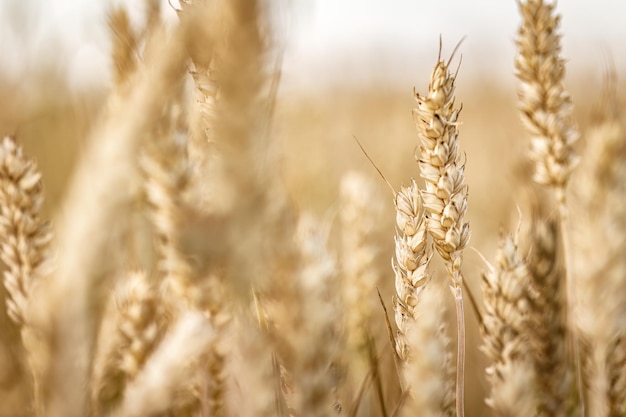 Detail of Organic Barley Spikes in Cultivation