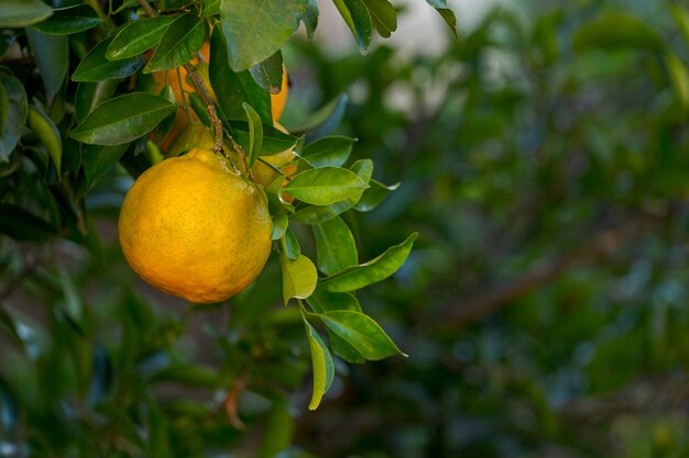 Detail of organic tangerine fruit in backyard tree