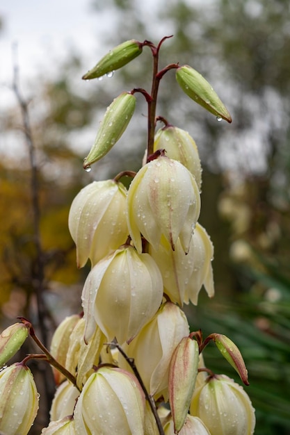 花びらに雨水の滴が付いたヤシのユリ ユッカ グロリオサの花の詳細