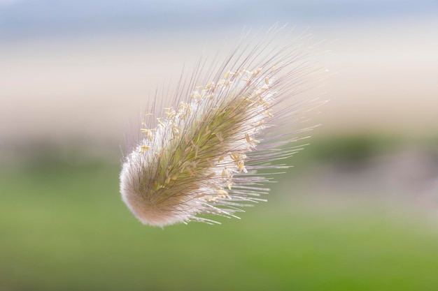 Detail of an ovalshaped wild flower suspended in the air with a blurred background