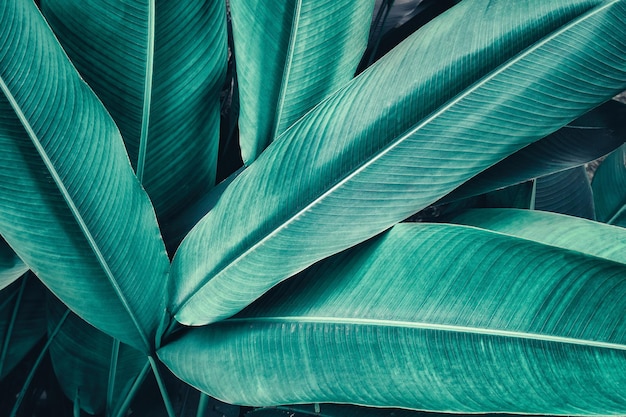 Detail of palm leaf, abstract texture background