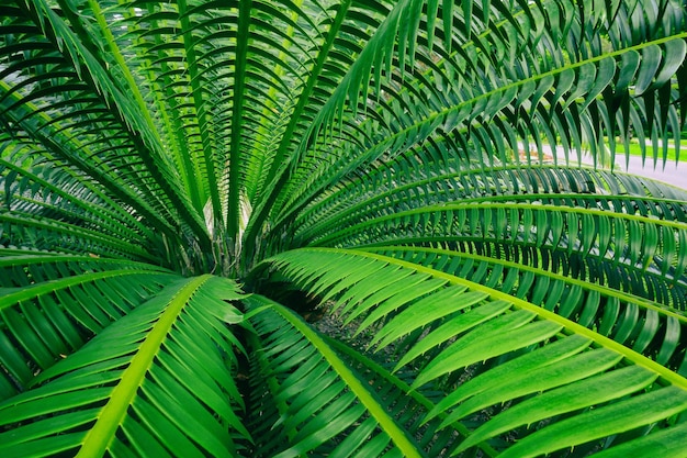 Detail of palm leaf, abstract texture background