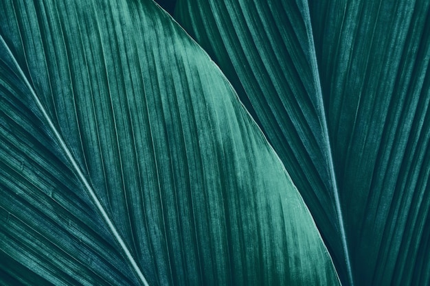 detail of palm leaf, abstract texture background