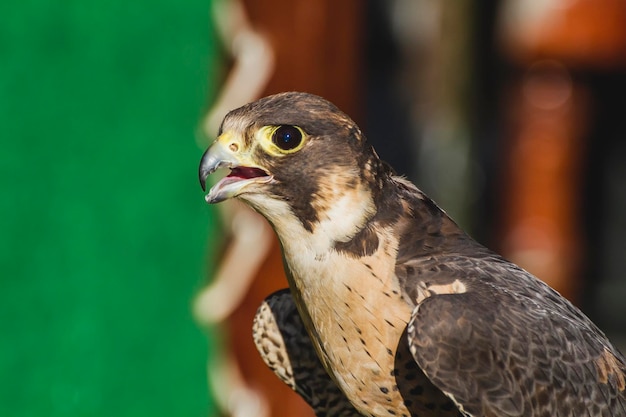 Photo detail of peregrine falcon in a medieval fair