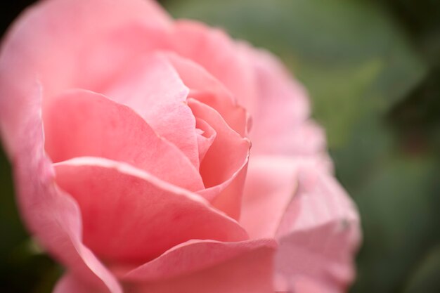 Detail of the petals of a rose in spring.