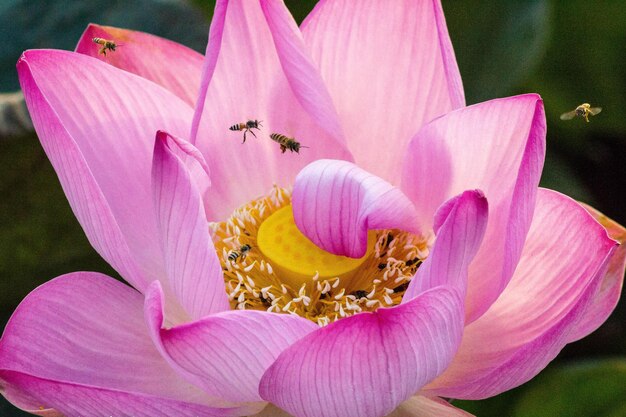 Foto dettaglio di fiore rosa