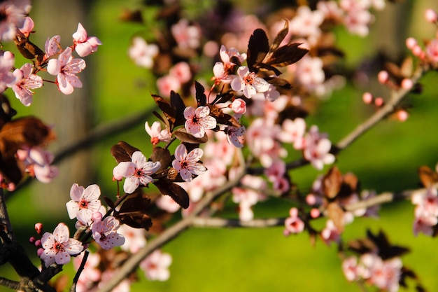 Деталь розового цветущего японского вишневого дерева - Сакура