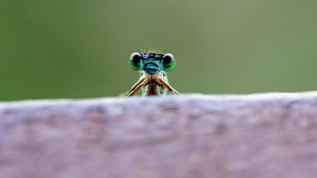 Photo detail plan of a baby dragonfly