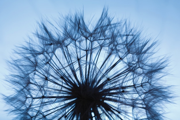 Photo detail plane of a dandelion on blue background