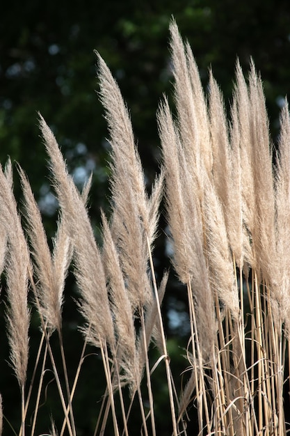 Detail of the plant Cortaderia selloana